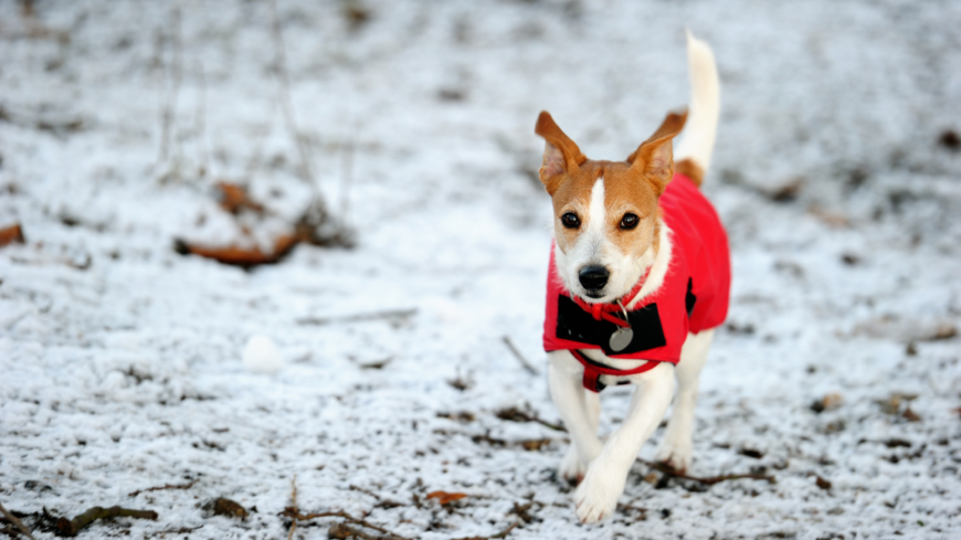 Under höst, vår och vinter när vädret skiftar, det blir kallt och blött så kan särskilt raser med kortare och mindre päls behöva ett skydd mot väder och vind. Foto: Shutterstock